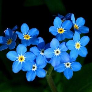 Forget-Me-Not Flower Seeds,"COOL BEANS N sprouts" Brand. Home Gardening.