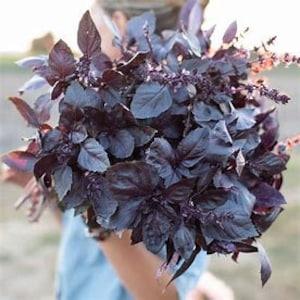 Dark Opal Basil SEEDS medicinal herb fragrant cut flowers bouquet non gmo sweet warm clove Dizzy Bees Urban Garden