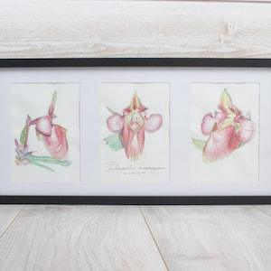 Paphiopedilum rungsuriyanum - LAOS - Botanical design, original creation, rare plant, watercolor triptych, framed 25x52x3.5