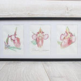 Paphiopedilum rungsuriyanum - LAOS - Botanical design, original creation, rare plant, watercolor triptych, framed 25x52x3.5