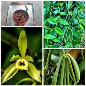 Vainilla Orchid (Vanilla planifolia) live plant vine Natural live plant indoor outdoor decor Plants