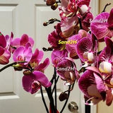 POSTERS OF ORCHIDS