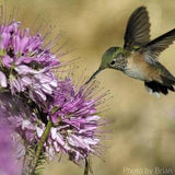 Rocky Mountain Bee Plant (Cleome serrulata )  Packet of 25 seeds with New!