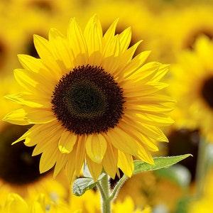 Hello Sunflower Outdoor Art Print