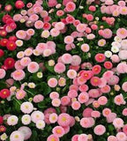 Dwarf English Daisy Seed, Farm Mix, Heirloom Flower Seed, Non-Gmo Perennial 50ct