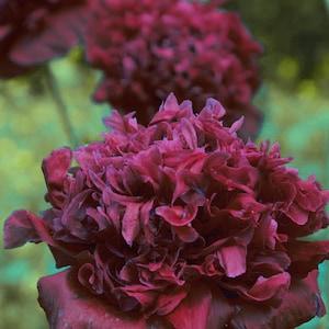 POPPY 'BLACK PEONY' Dark Papaver Paeoniflorum Double 30 Seeds