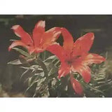 Lily Orange Floral Flower Postcard