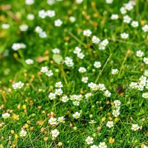 Irish Moss Heath Pearlwort Flowers 0.3g - 800 Seeds - Sagina Subulata NON GMO