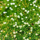 Irish Moss Heath Pearlwort Flowers 0.3g - 800 Seeds - Sagina Subulata NON GMO