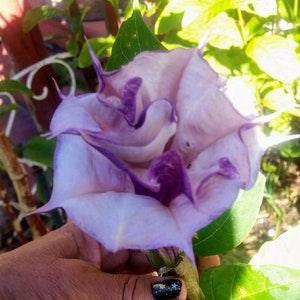 25 Datura Inoxia Purple & White Double, Triple Angel Devil Trumpet Flower Seeds. Moonflower, Devils, Angels plant. Attractive to bees.