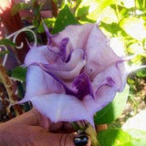 25 Datura Inoxia Purple & White Double, Triple Angel Devil Trumpet Flower Seeds. Moonflower, Devils, Angels plant. Attractive to bees.