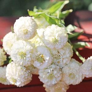 25 Seeds / Oklahoma White Zinnia Seed /  Zinnia elegans / (#86)