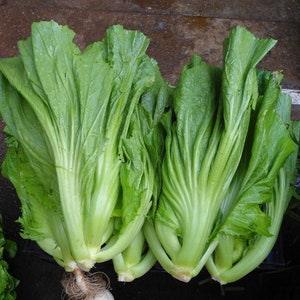 LARGE PACKET 300+ of Head Mustard Seeds | Non_GMO Leafy Green