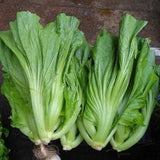 LARGE PACKET 300+ of Head Mustard Seeds | Non_GMO Leafy Green
