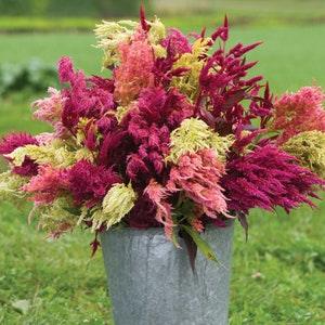 100 Celosia Pampas Plume Seed Mix / Celosia argentea var. plumosa /   Wildflower / Cottage Flower / English Garden / bouquet / Cut Flowers