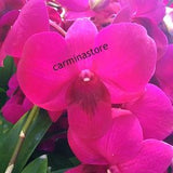 Orchid seedling Dendrobium Miss Asia Hybrid  live plant