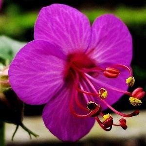 Red HARDY PERENNIAL GERANIUM Macrorrhizum Red Pink Flowers, 10 Seeds