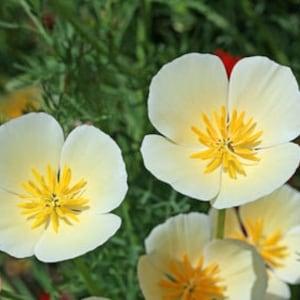 White linen poppy 200 seeds