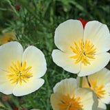 White linen poppy 200 seeds