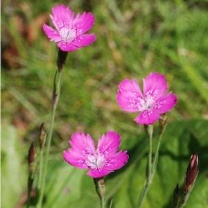 Maiden Pink Flower Seed Pack - Dianthus Deltoides