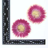 2PCS Real Pressed Dry daisy Flower, Large Pink Flower Head for art FSS26 #14