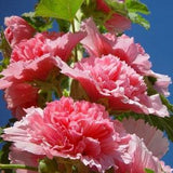 Hollyhocks Chaters Double Rose Pink 'Alcea rosea' Seeds - 20 Flower Seed