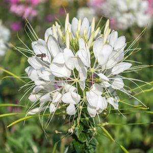 Cleome Hassleriana 'White Queen' Packet of 25 seeds with New!
