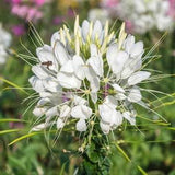 Cleome Hassleriana 'White Queen' Packet of 25 seeds with New!