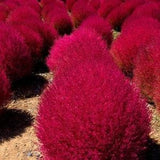 50 Burning Bush Summer Cypress Seeds, Fall Red Foliage, Kochia Scoparia, Childsii, Tricophylla, Mexican Fireweed KS0150