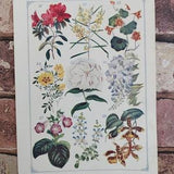 Antique Types of Flowers 1907 Lithograph Book Print , Victorian Botanical Flower Diagram Picture , Lilies Orchids Wisteria Geranium Wall Art
