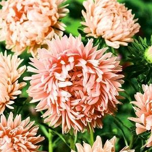 China Aster Tall Peony Janina Flowers 1g - 200 NON GMO Seeds - Callistephus Chinensis