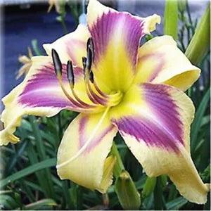 20 SEEDS for Purple/Yellow LILY RARE flower Bloom exotic garden plant USA Seller