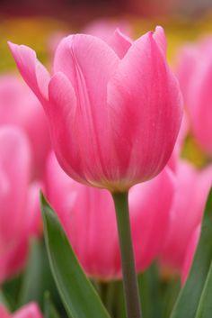 Pink Tulips Flower Delivery