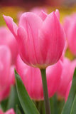 Pink Tulips Flower Delivery