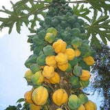 Carica Pubescens Cundinamarca 10 Seeds - Mountain Papaya