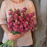 30 Vintage Brown Stock Flower Seeds / Matthiola Incanas / Cut Flower / Container Gardening / English Garden / Wildflowers / Cottage Garden