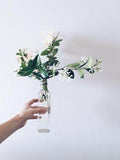Plant Of The Month: Trachelospermum jasminoides AKA Star Jasmine Flower Delivery