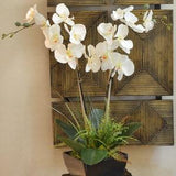 White Orchids with Fern and Foliage