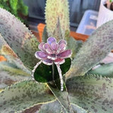 Stained glass Cactus XL Purple Green Translucent, Succulent 3D Cacti house plant for flower pot Sun catcher glass art wedding decor