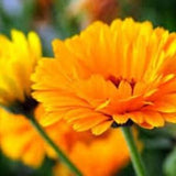 100+ Scotch Marigold Mix Flower Seeds- Calendula Officinalis Flower- Pot Marigold-B517