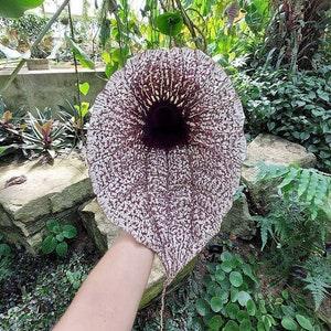 Nr 56 Ghost flower Artislocha 10 seeds zaden seeds Tohum giant flower climbing plant
