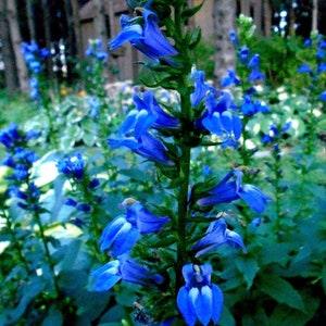 Tall GREAT BLUE LOBELIA Cardinalis Siphilitica Perennial Rare 20 Seeds
