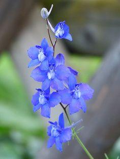 26 Annuals That Grow in the Shade Flower Delivery