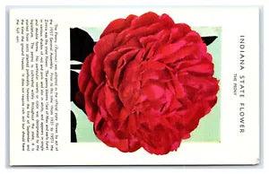 Red peony flower postcard with decorative floral print and text panels