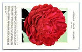 Indianapolis, IN Postcard-  INDIANA STATE FLOWER THE PEONY