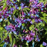 SPRING VETCHLING Lathyrus vernus 'Heavenly Blue', 5 Seeds