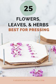 25 Flowers, Leaves, and Herbs Best For Pressing Flower Delivery