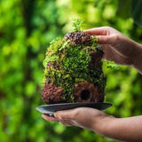 5-8cm Red Horticultural Lava Rock Volcanic Rock for Terrarium, Bonsai Landscape, 500g