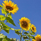 Tall Blend Sunflower Mix - 35/70/140 Seeds - Helianthus annuus - Open-Pollinated, Non-Hybrid & Non-GMO - Canada Flower Seeds