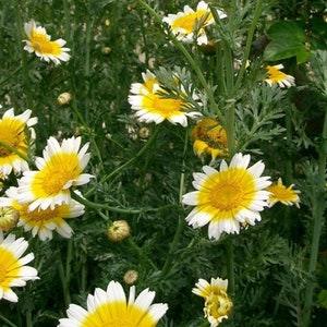 Daisy Seeds ,  Garland Daisy Flower Seeds,"COOL BEANS N sprouts" Brand. Home Gardening.